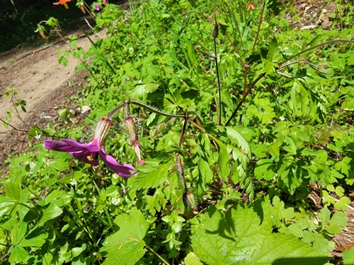 Image of Geranium yeoi by no rights reserved