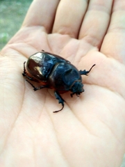 Oryctes nasicornis corniculatus