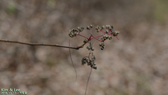 Zanthoxylum schinifolium