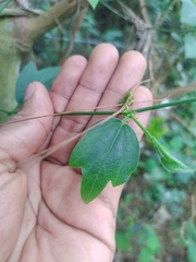 Passiflora suberosa subsp. litoralis image