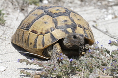Spur-Thighed Tortoise photo 2