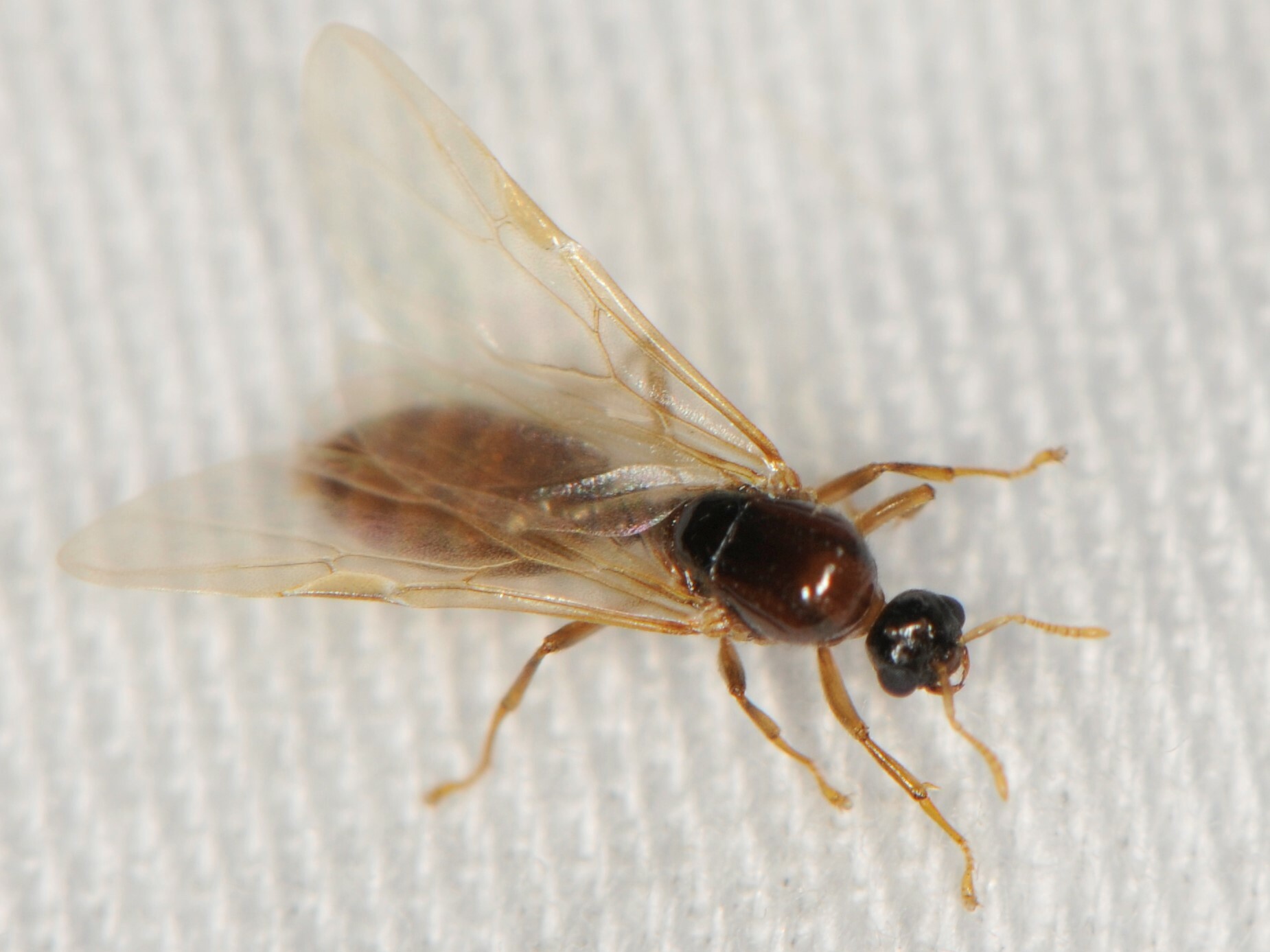 Dolopomyrmex pilatus