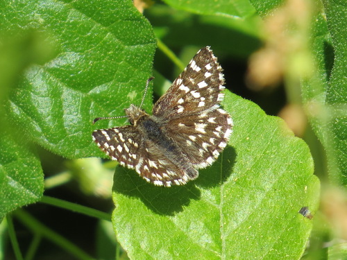Two-banded Checkered-Skipper photo 5