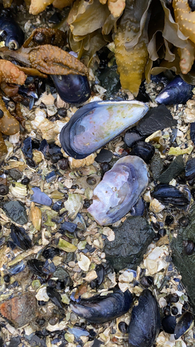 Northern Bay Mussel