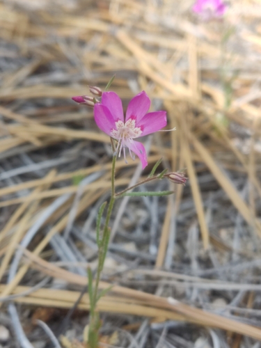 Image of Ipomopsis effusa by (c) Diego Maldonado de la Torre, some rights reserved (CC BY)