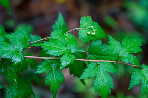 Neillia incisa