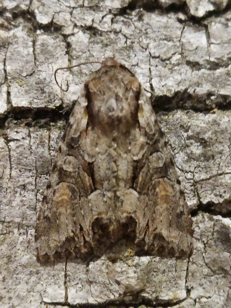 Light Brocade