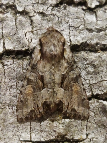 Light Brocade