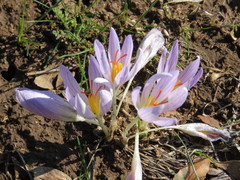 Crocus pallasii