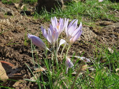 Crocus pallasii