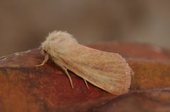 Denticucullus pygmina