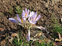 Crocus pallasii