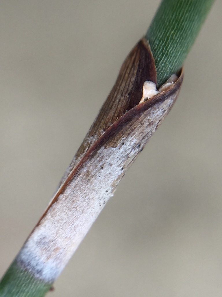 Poliaspoides