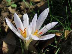 Crocus pallasii