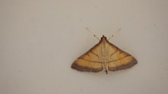 Cnaphalocrocis