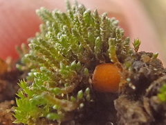 Octospora leucoloma image