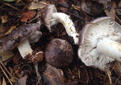 Tricholoma griseoviolaceum
