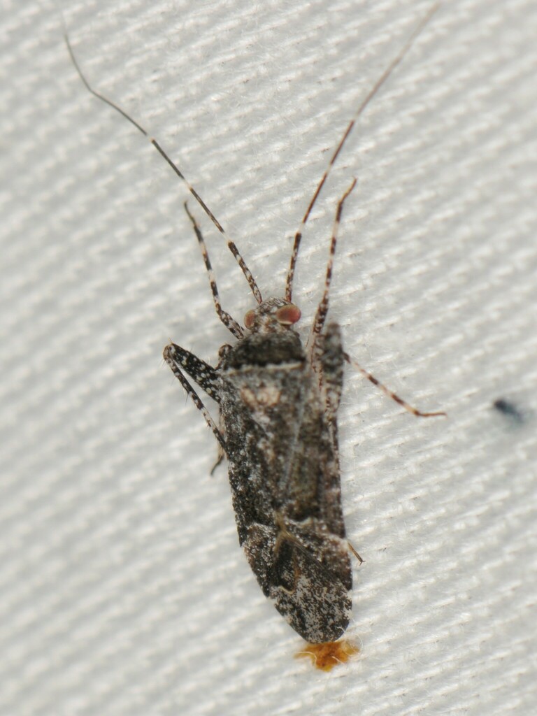 Phytocoris cercocarpi