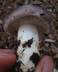 Tricholoma griseoviolaceum