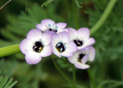 Gilia tricolor