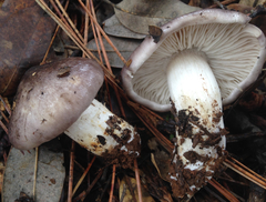Tricholoma griseoviolaceum