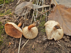 Bonomyces sinopicus