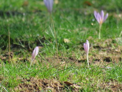 Crocus pallasii
