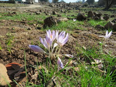 Crocus pallasii