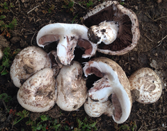 Agaricus