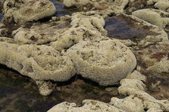 Galeolaria caespitosa