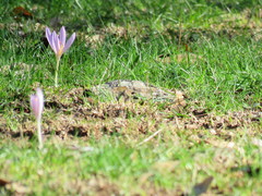 Crocus pallasii