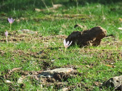 Crocus pallasii