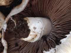 Agaricus