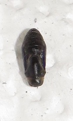 Pseudonacaduba sichela sichela