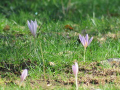Crocus pallasii