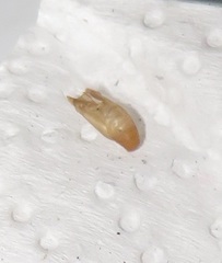 Pseudonacaduba sichela sichela