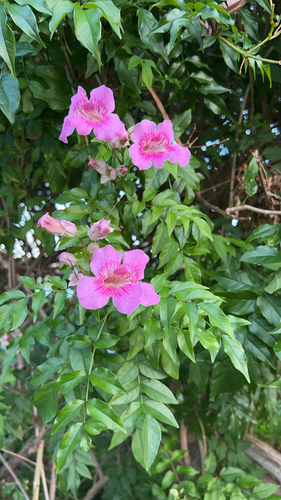 Podranea ricasoliana observed 2023-05-21
