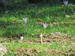 Crocus pallasii