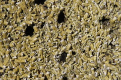 Galeolaria caespitosa