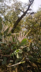 Agelanthus natalitius