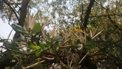 Agelanthus natalitius