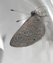 Pseudonacaduba sichela sichela