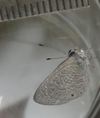 Pseudonacaduba sichela sichela