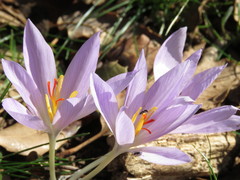 Crocus pallasii
