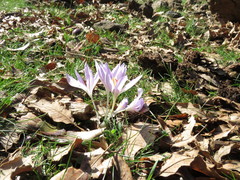 Crocus pallasii