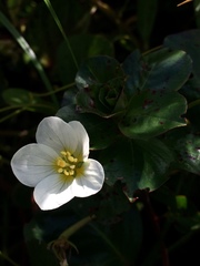 Onagraceae