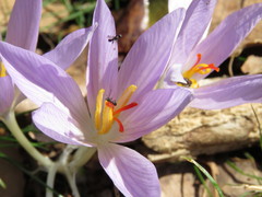 Crocus pallasii