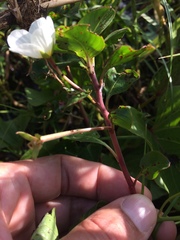 Onagraceae