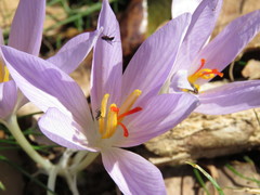 Crocus pallasii
