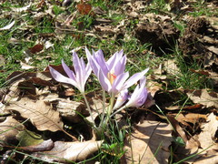 Crocus pallasii